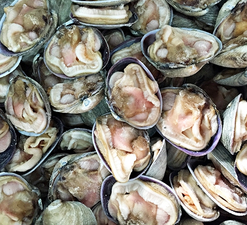 朝鲜天鹅贝
